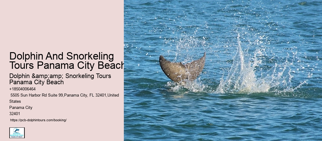 What Are The Rules For Dolphin Watching