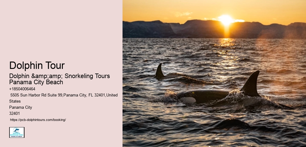 How Do You Spot Dolphins On The Beach