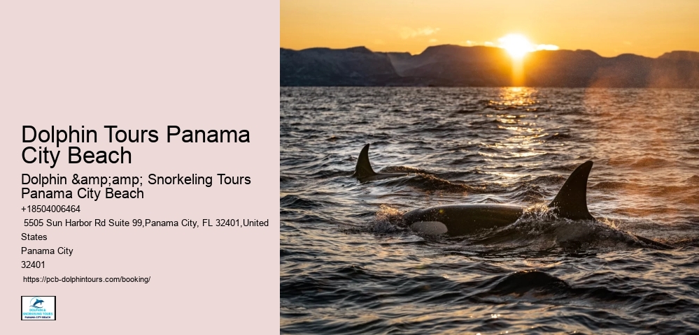 Dolphin Tours Panama City Beach