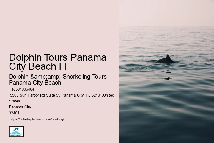 Don't Miss The Chance To See Dolphins – Secure Your Booking For Our Panama City Beach Tours