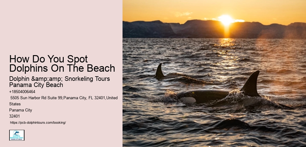 Ensure Your Place On A Guided Dolphin Tour